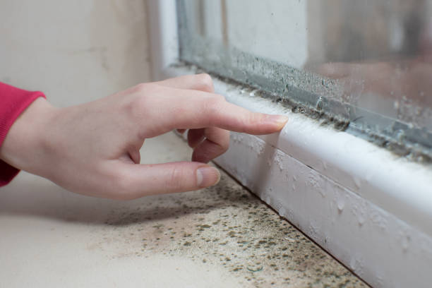 Best Comprehensive Air Testing for Mold Contaminants  in Morton, WA